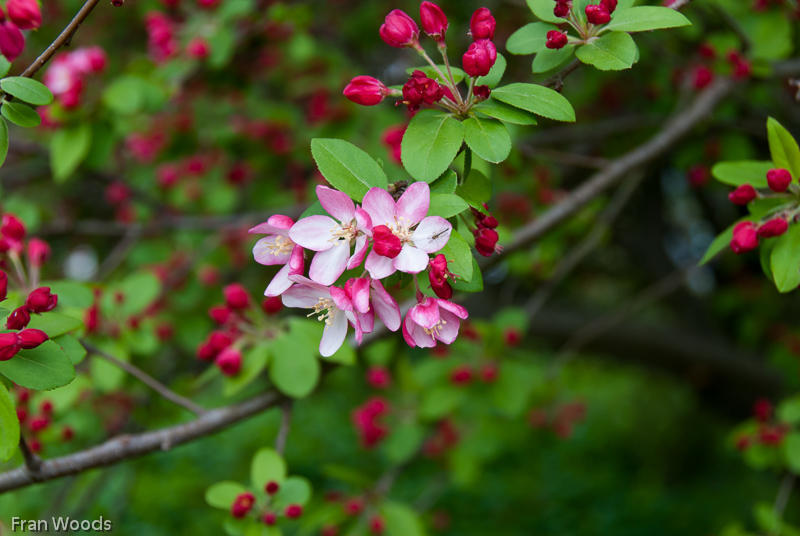 Murray garden, Braidwood