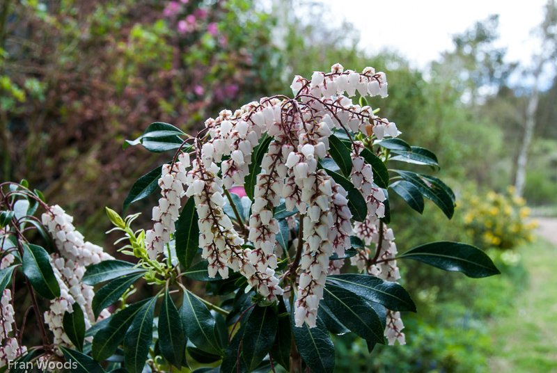 Murray garden, Braidwood