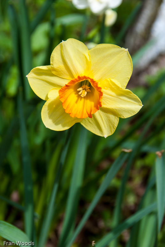 Murray garden, Braidwood