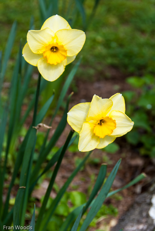 Murray garden, Braidwood