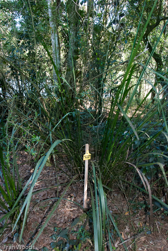 Bundaleer, Robertson