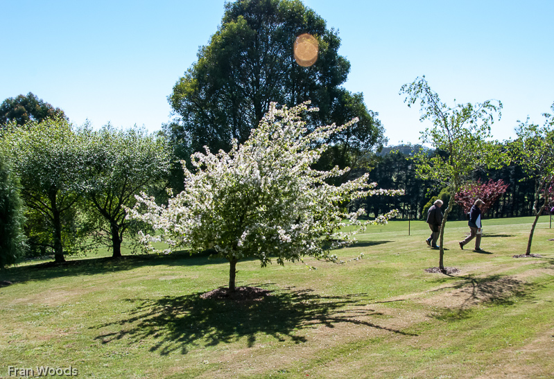 Bundaleer, Robertson