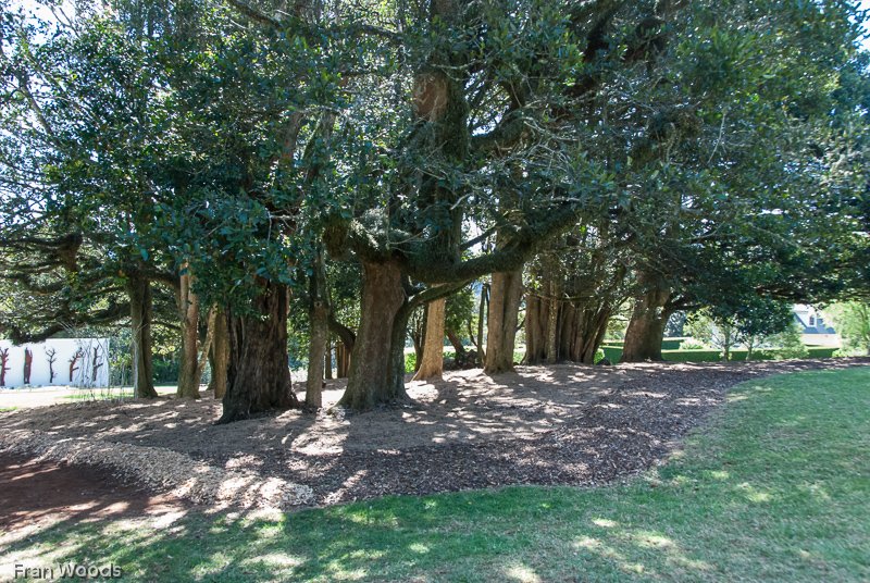 Lynwood Farm, Robertson