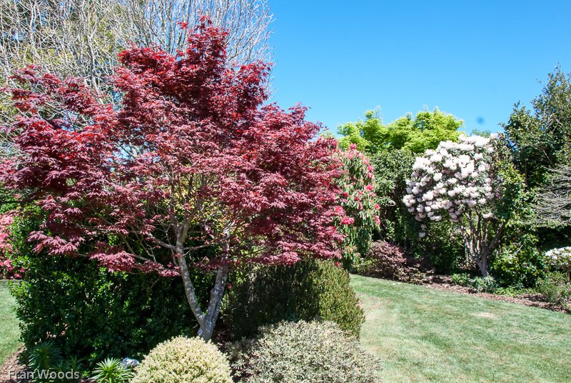 The Garden, Robertson