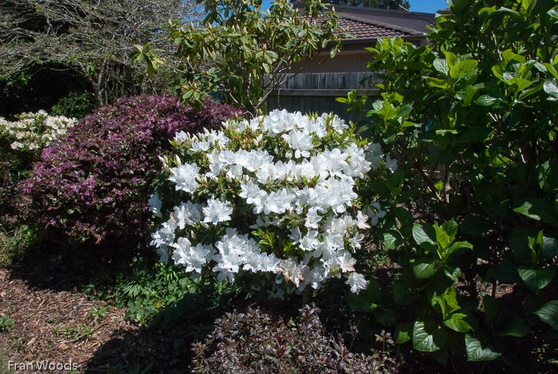 The Garden, Robertson