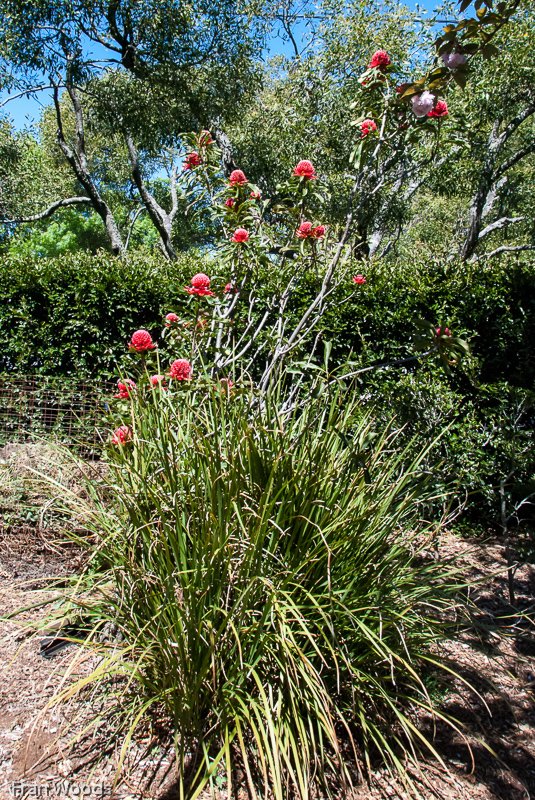 The Garden, Robertson