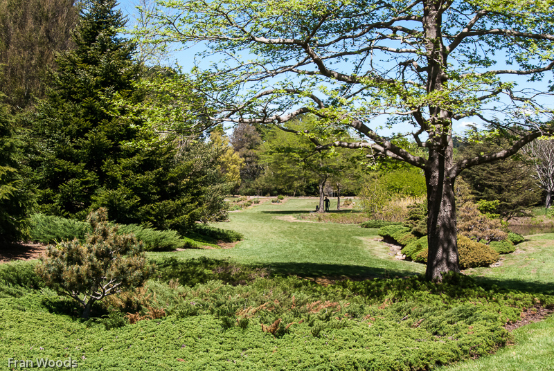 The Willows, Robertson