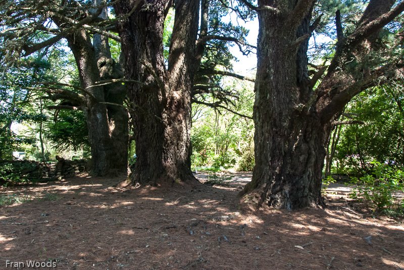 The Willows, Robertson