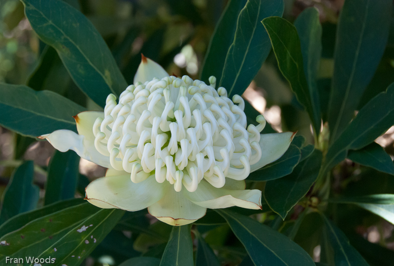 Waratahs, Robertson