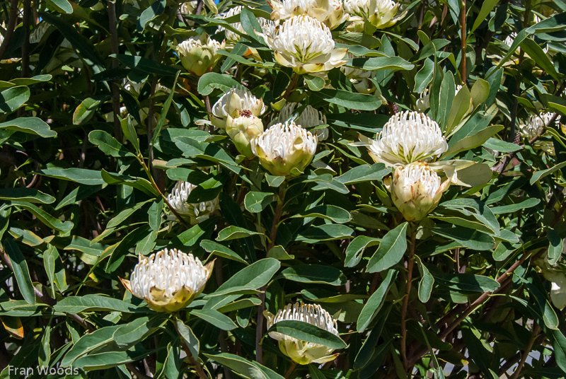 Waratahs, Robertson