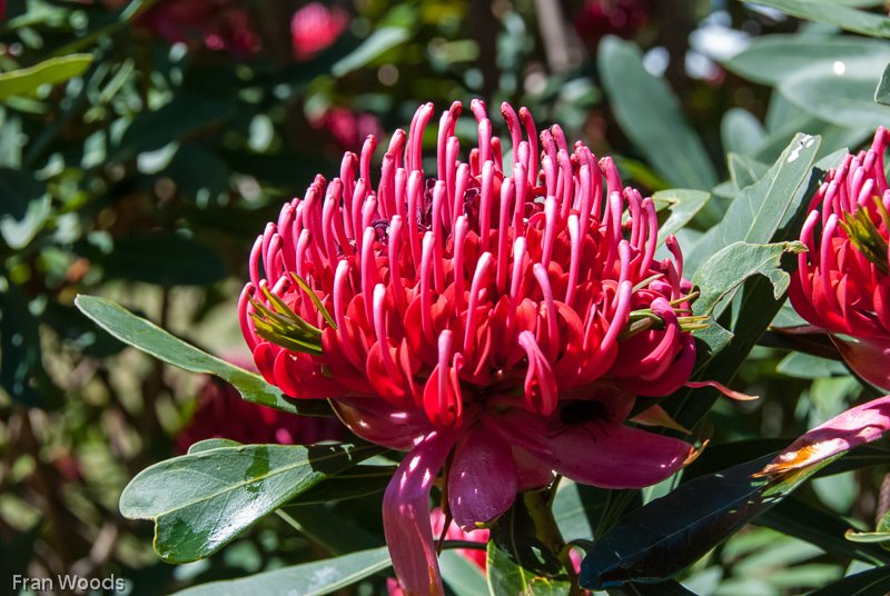 Waratahs, Robertson