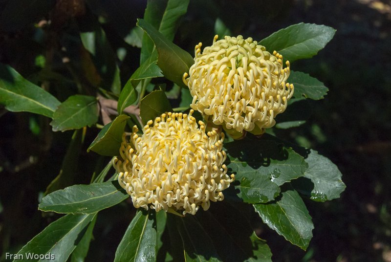 Waratahs, Robertson