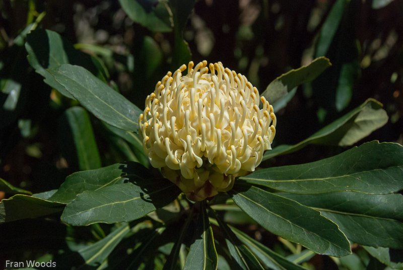 Waratahs, Robertson