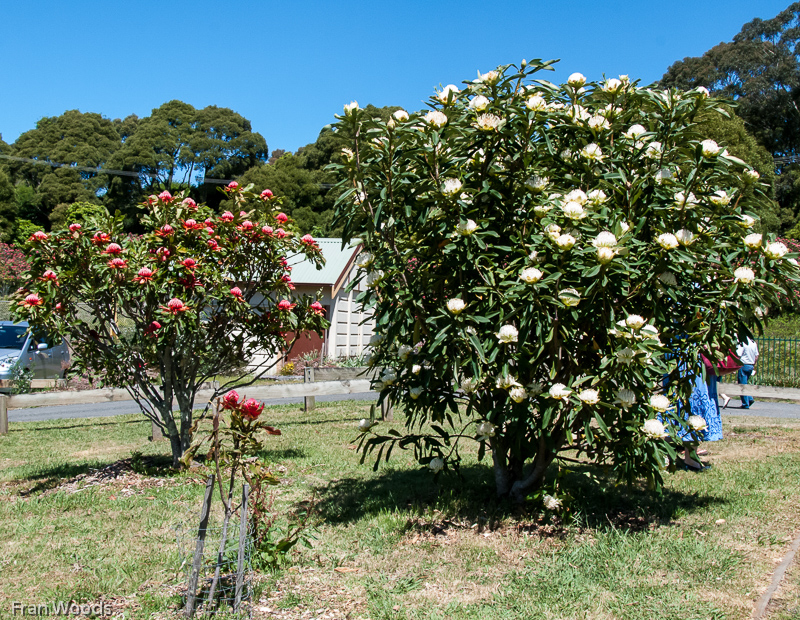 Waratahs, Robertson