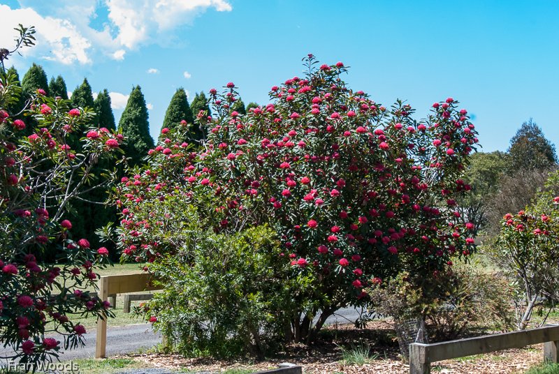 Waratahs, Robertson