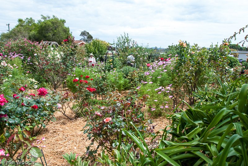 Oldfield's garden, Yass