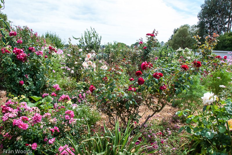 Oldfield's garden, Yass