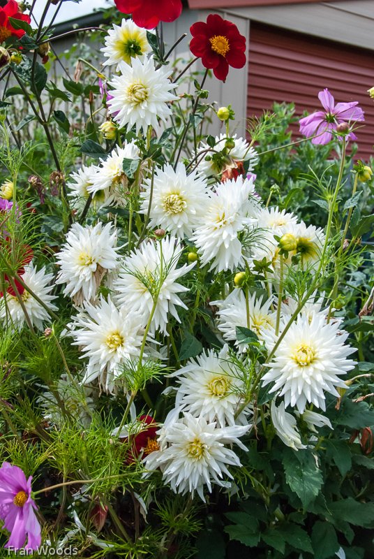 Oldfield's garden, Yass