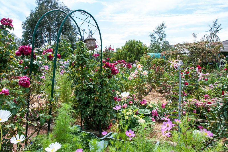 Oldfield's garden, Yass