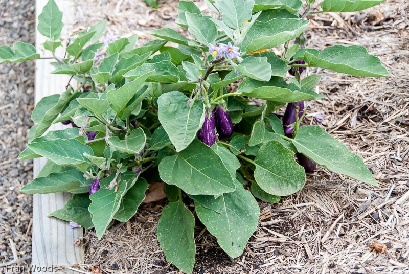 Willis' garden, Yass