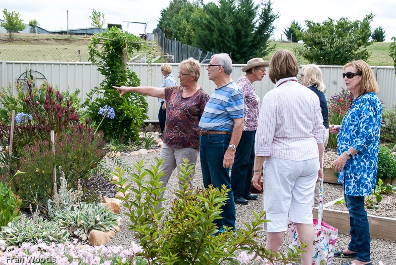 Willis' garden, Yass