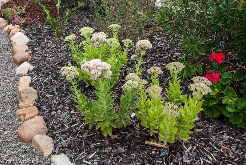 Willis' garden, Yass