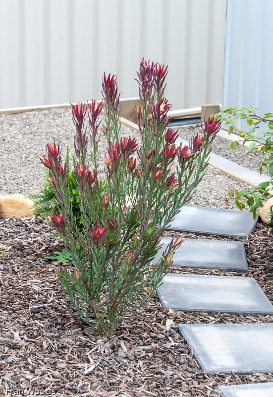 Willis' garden, Yass