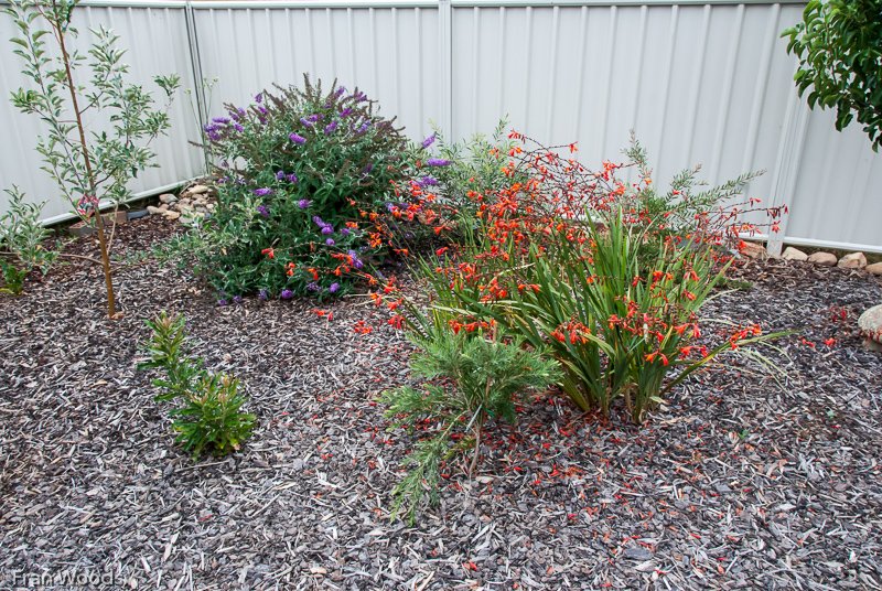 Willis' garden, Yass