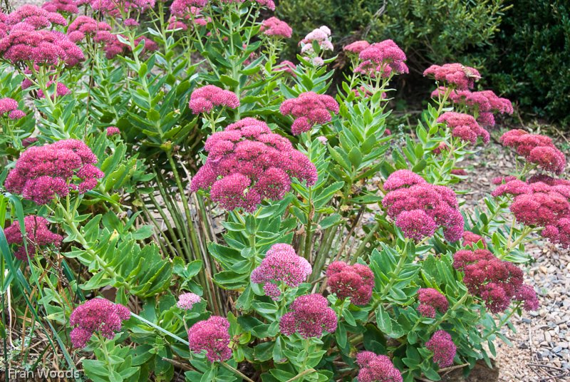 Kaye's Garden at Mongarlowe