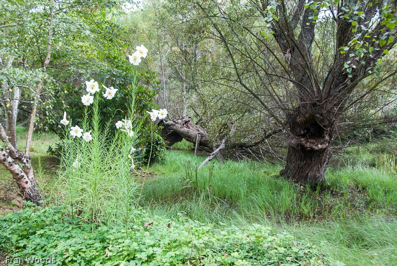 Kaye's Garden at Mongarlowe