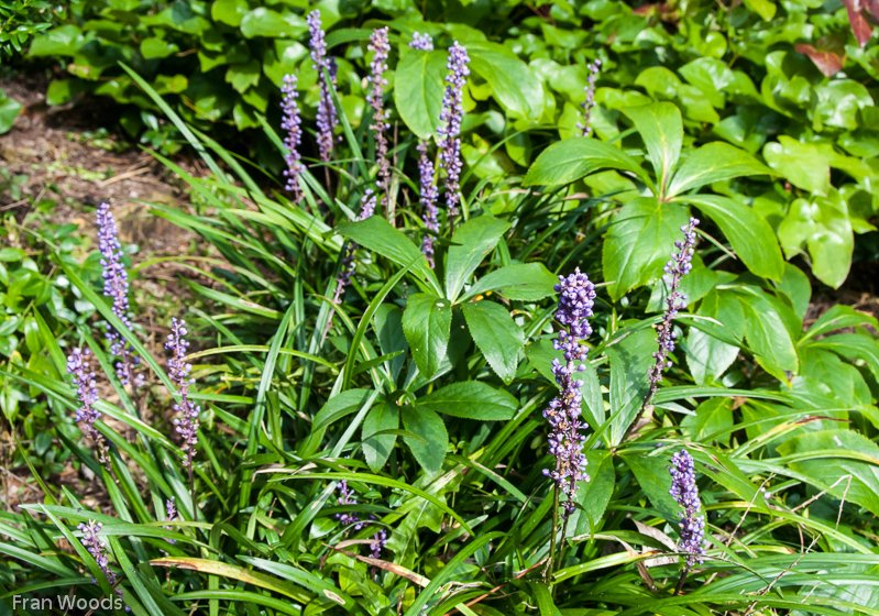 Kaye's Garden at Mongarlowe