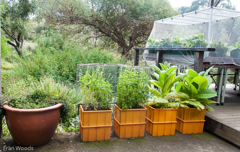 Kaye's Garden at Mongarlowe