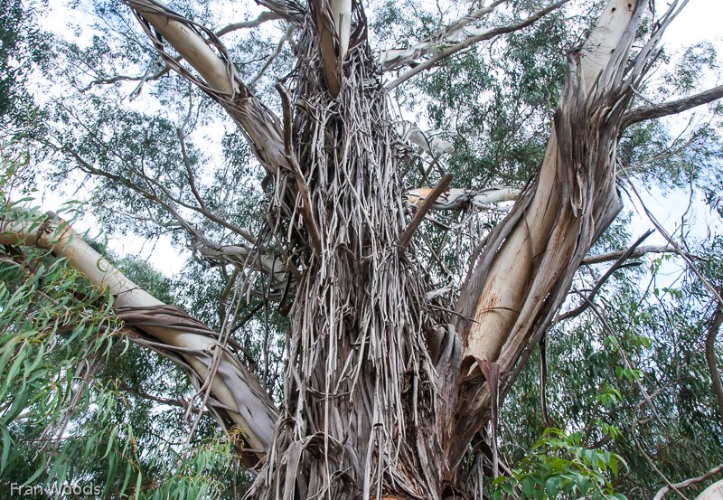 Kaye's Garden at Mongarlowe