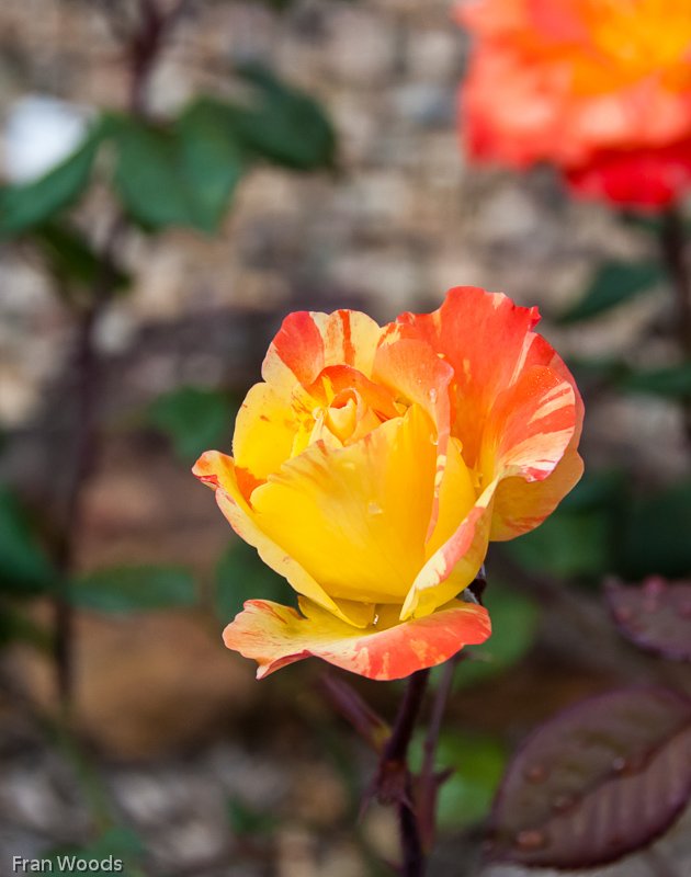 Marie's garden at Mongarlowe