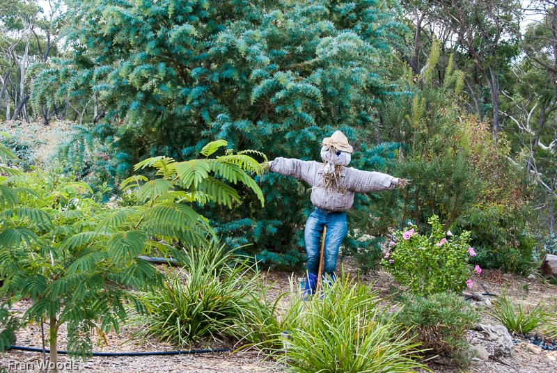 Marie's garden at Mongarlowe