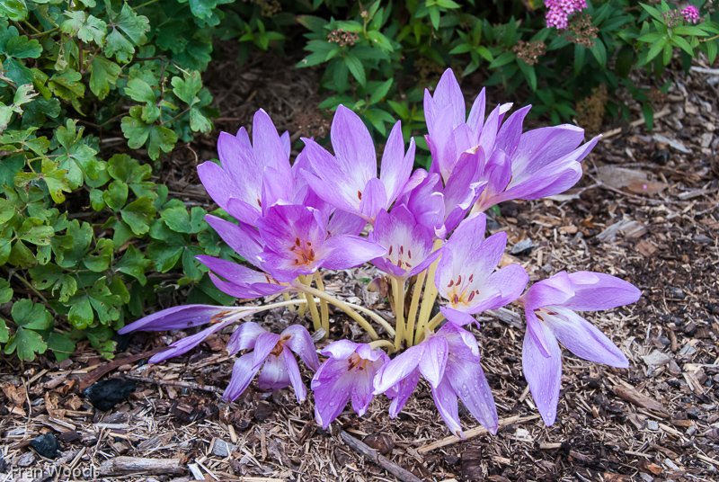 Marie's garden at Mongarlowe