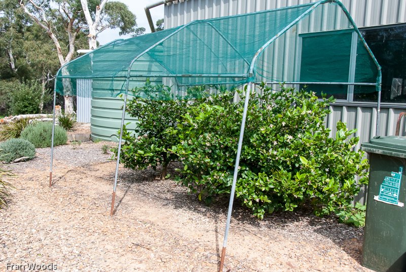 Marie's garden at Mongarlowe
