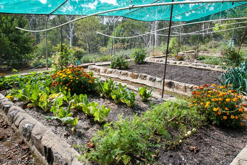Marie's garden at Mongarlowe
