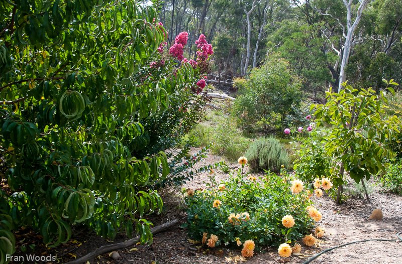 Marie's garden at Mongarlowe