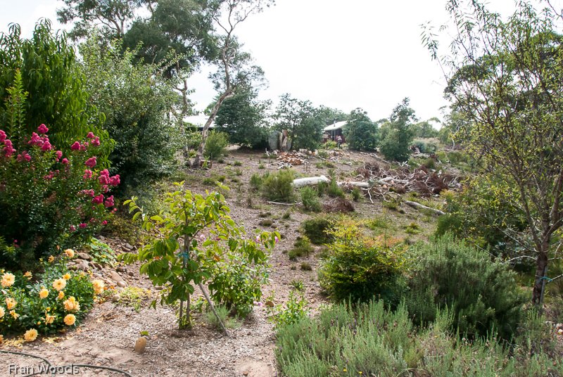 Marie's garden at Mongarlowe