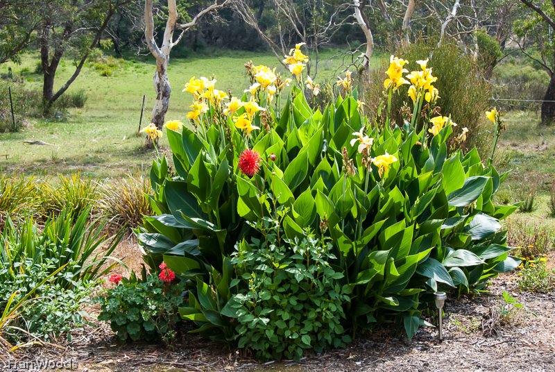 Marie's garden at Mongarlowe
