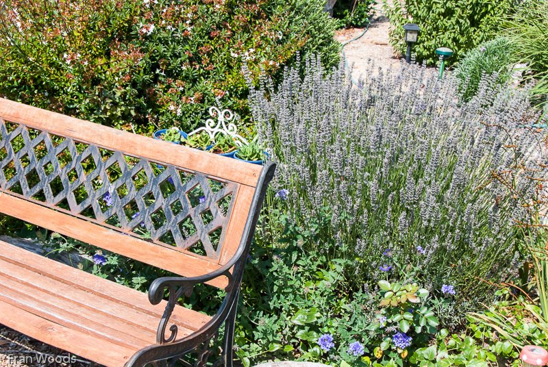 Marie's garden at Mongarlowe