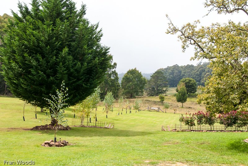 Visit to Hollow-Wood garden at Mongarlowe