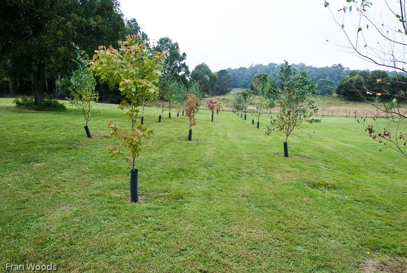 Visit to Hollow-Wood garden at Mongarlowe