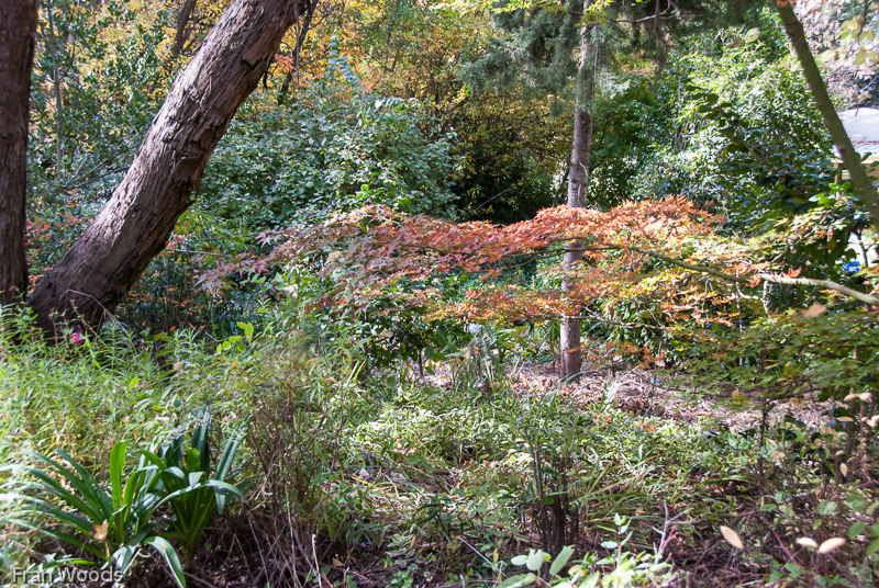 Garden club visit to Lindwall garden