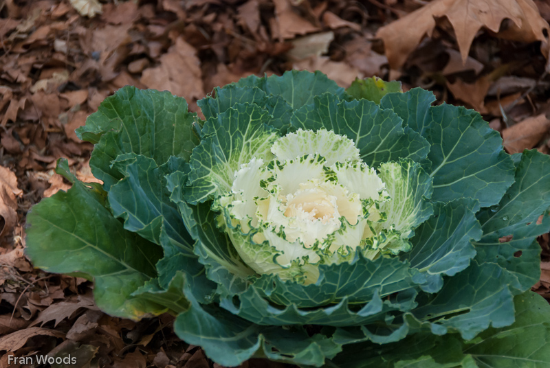 Garden club visit to Lindwall garden