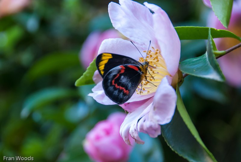 Garden club visit to Lindwall garden