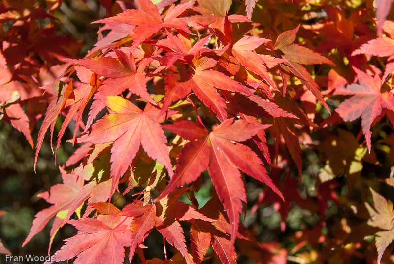 Garden club visit to Lindwall garden