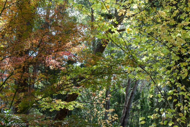 Garden club visit to Lindwall garden