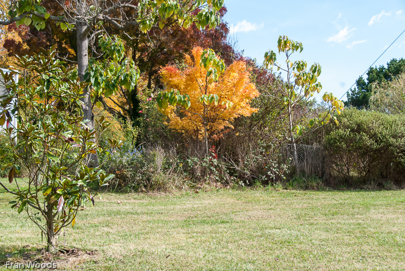 Garden Club visit to Mitchell garden